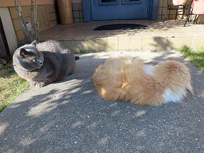 占い メール鑑定 ミーコ