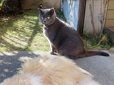 占い メール鑑定 ミーコ