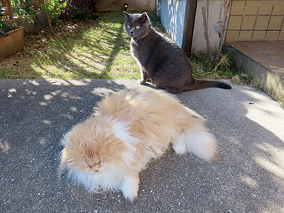 占い メール鑑定 ミーコ