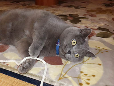 占い メール鑑定 ミーコ