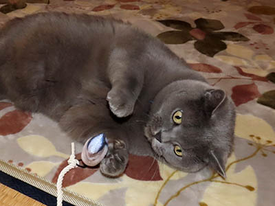 占い メール鑑定 ミーコ