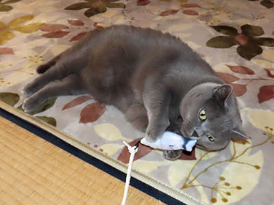 占い メール鑑定 ミーコ