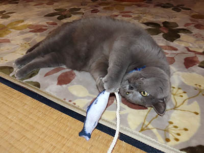 占い メール鑑定 ミーコ