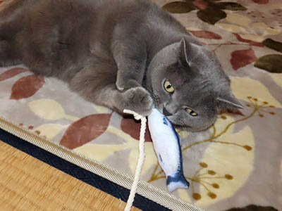 占い メール鑑定 ミーコ