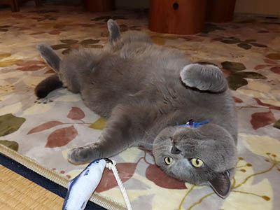 占い メール鑑定 ミーコ