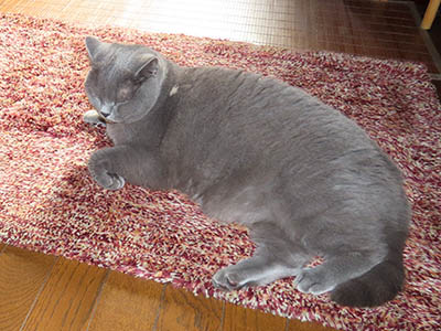 占い メール鑑定 ミーコ