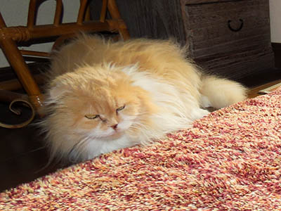 占い メール鑑定 ミーコ