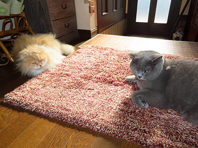 占い メール鑑定 ミーコ