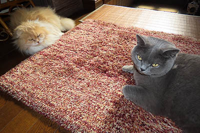 占い メール鑑定 ミーコ