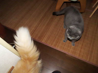占い メール鑑定 ミーコ