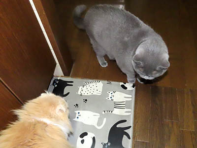 占い メール鑑定 ミーコ