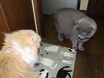 占い メール鑑定 ミーコ